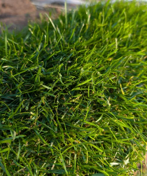 Emerald Turf